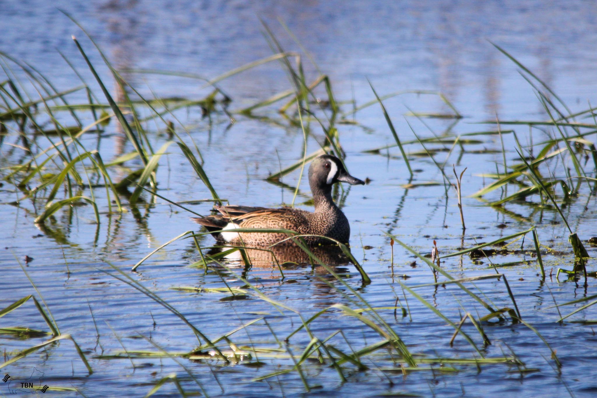 Blue-Winged Teal
